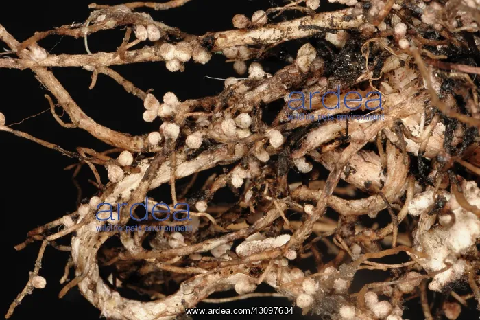 : Rhizobium root nodules : Rhizobium root nodules