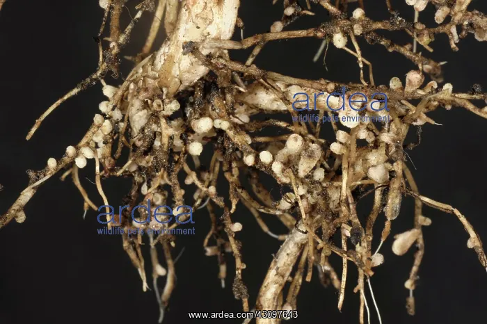 : Rhizobium root nodules : Rhizobium root nodules