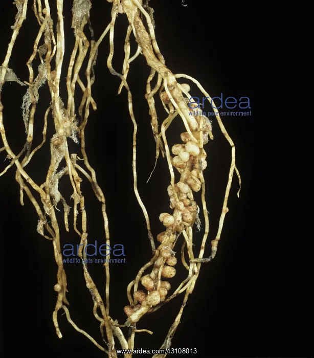 : Rhizobium root nodules on field bean : Rhizobium root nodules on field bean