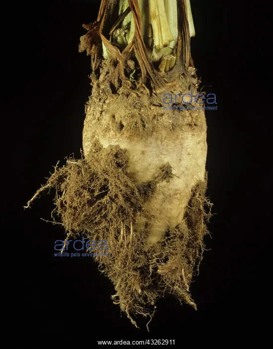 : Rhizomania on Sugar Beet : Rhizomania on Sugar Beet