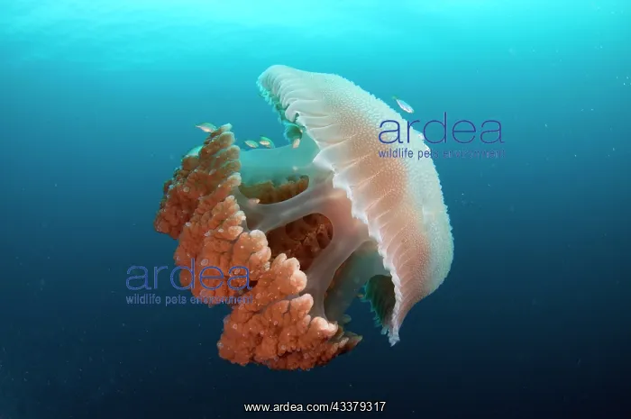 : Rhizostome Jellyfish : Rhizostome Jellyfish