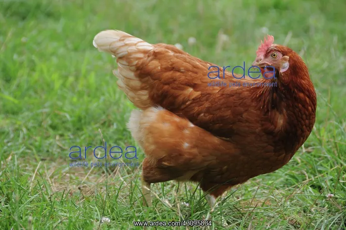 : Rhode Island Red Chicken : Rhode Island Red Chicken