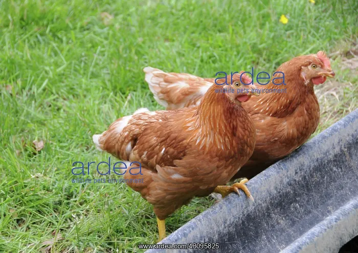 : Rhode Island Red Chickens : Rhode Island Red Chickens