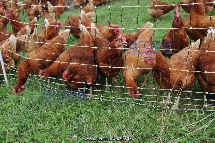: Rhode Island Red Chickens : Rhode Island Red Chickens