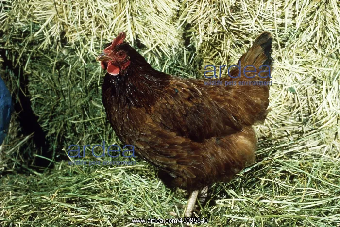 : Rhode Island Red hen : Rhode Island Red hen