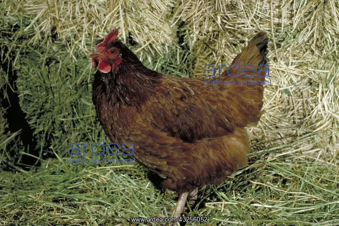 : Rhode Island red hen : Rhode Island red hen