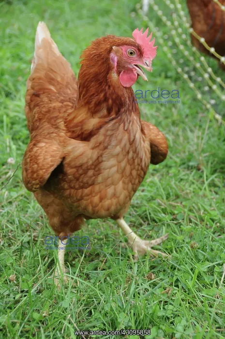 : Rhode Island Red Rooster : Rhode Island Red Rooster
