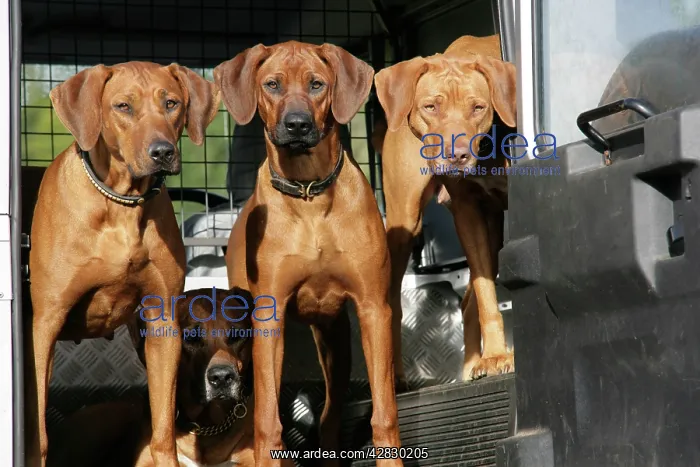 : Rhodeaian Ridgeback dogs in a Landrover : Rhodeaian Ridgeback dogs in a Landrover