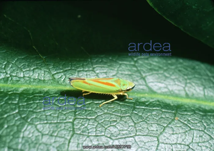 : Rhodedendron Leaf-hopper - Introduced species : Rhodedendron Leaf-hopper - Introduced species
