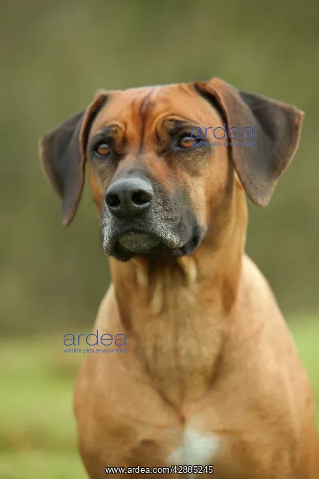 : Rhodesian Ridgeback : Rhodesian Ridgeback