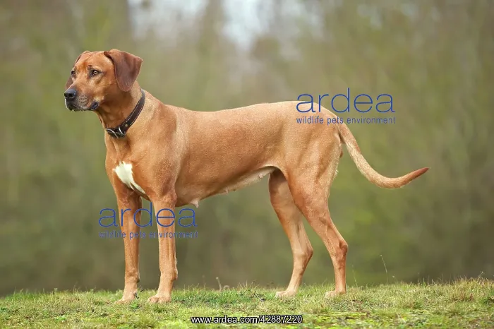 : Rhodesian Ridgeback : Rhodesian Ridgeback