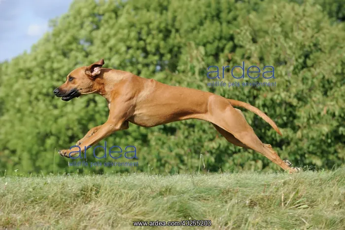 : Rhodesian Ridgeback bitch jumping : Rhodesian Ridgeback bitch jumping