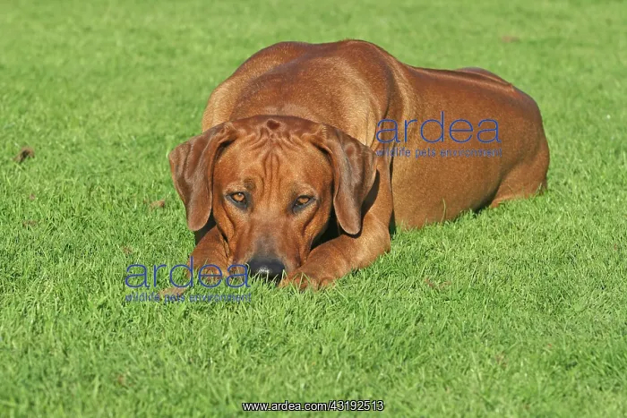 : Rhodesian Ridgeback (Canis lupus f. familiaris) : Rhodesian Ridgeback (Canis lupus f. familiaris)
