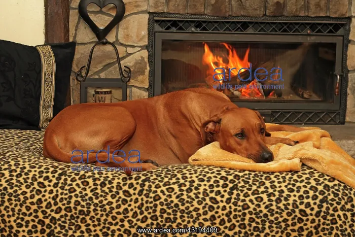 : Rhodesian Ridgeback (Canis lupus f. familiaris) : Rhodesian Ridgeback (Canis lupus f. familiaris)