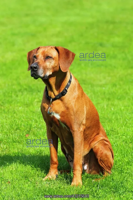 : Rhodesian Ridgeback (Canis lupus familiaris), female : Rhodesian Ridgeback (Canis lupus familiaris), female