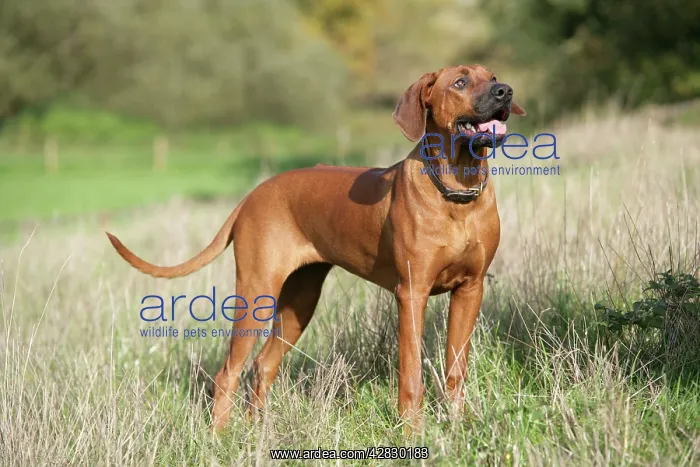 : Rhodesian Ridgeback dog : Rhodesian Ridgeback dog