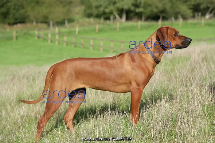: Rhodesian Ridgeback dog : Rhodesian Ridgeback dog