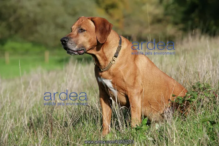 : Rhodesian Ridgeback dog : Rhodesian Ridgeback dog