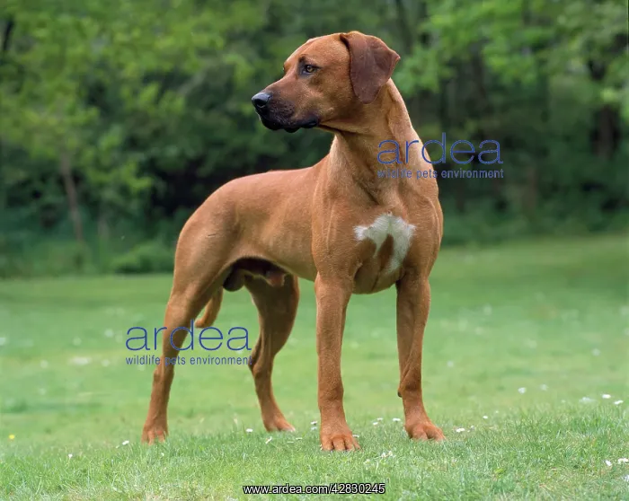: Rhodesian Ridgeback Dog : Rhodesian Ridgeback Dog