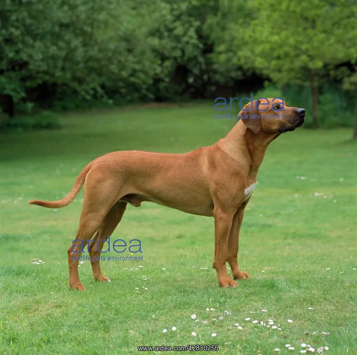 : Rhodesian Ridgeback Dog : Rhodesian Ridgeback Dog