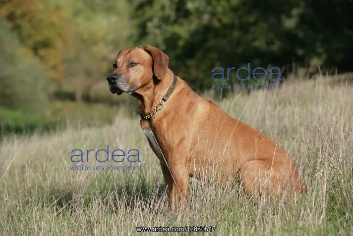 : Rhodesian Ridgeback dog : Rhodesian Ridgeback dog
