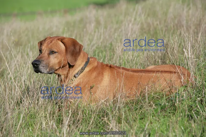 : Rhodesian Ridgeback dog : Rhodesian Ridgeback dog