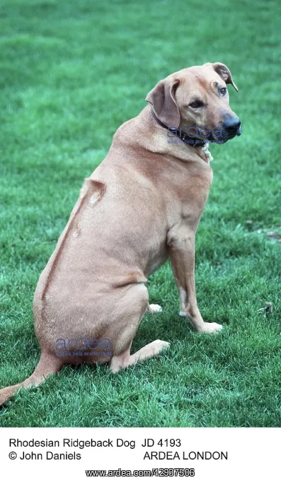 : Rhodesian Ridgeback Dog : Rhodesian Ridgeback Dog