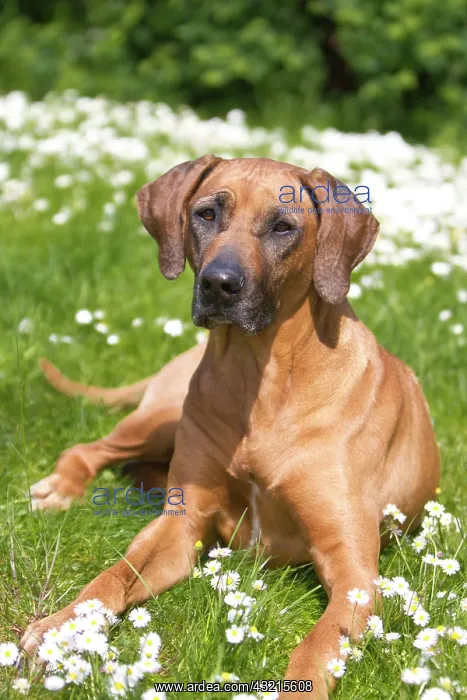 : Rhodesian Ridgeback dog lying on a meadow : Rhodesian Ridgeback dog lying on a meadow