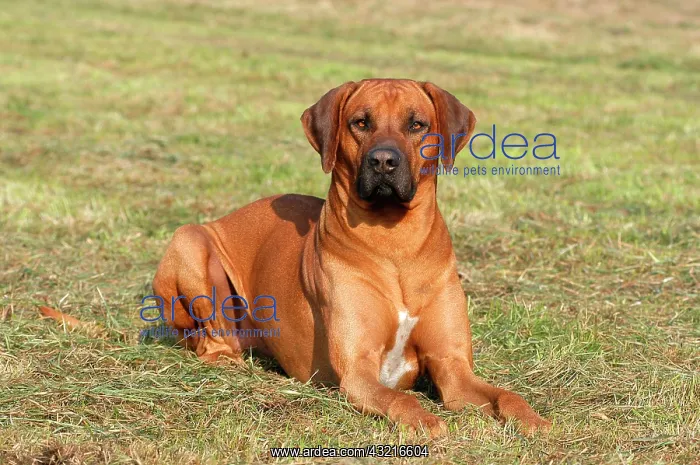: Rhodesian Ridgeback dog lying on a meadow : Rhodesian Ridgeback dog lying on a meadow