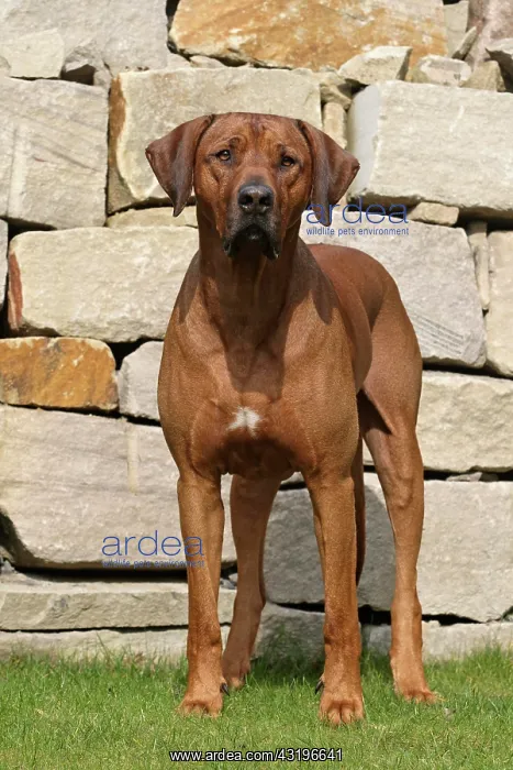 : Rhodesian Ridgeback dog, male, standing on lawn : Rhodesian Ridgeback dog, male, standing on lawn