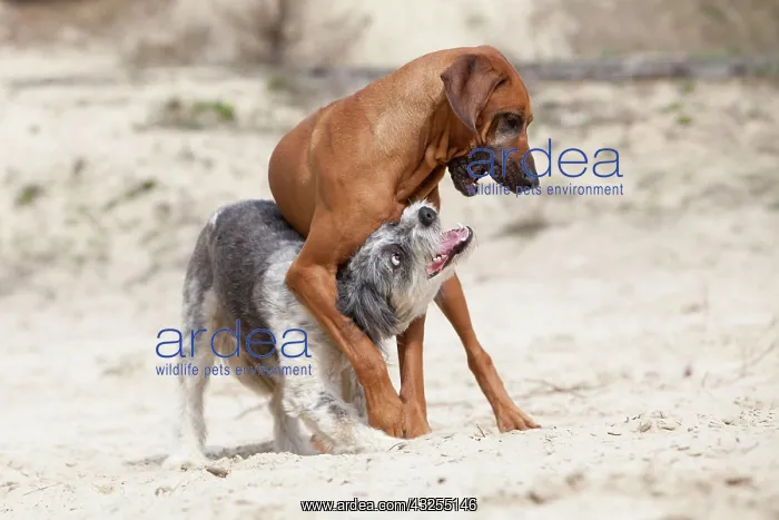 : Rhodesian Ridgeback dog playing with a Briard mongrel : Rhodesian Ridgeback dog playing with a Briard mongrel