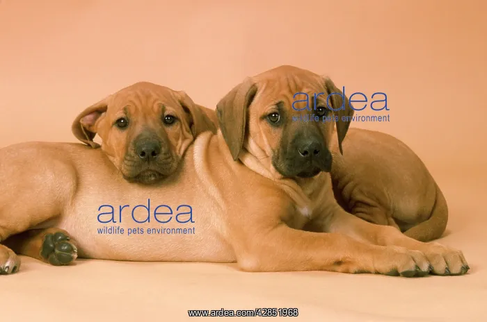  : Rhodesian Ridgeback Dog - puppies