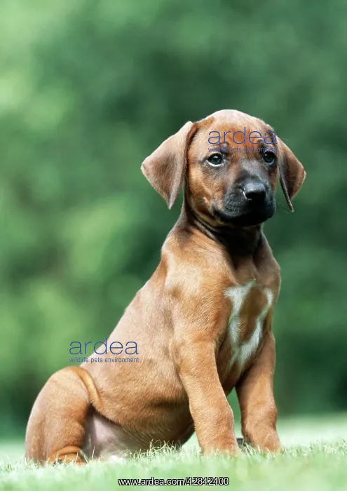 : Rhodesian Ridgeback Dog - puppy : Rhodesian Ridgeback Dog - puppy