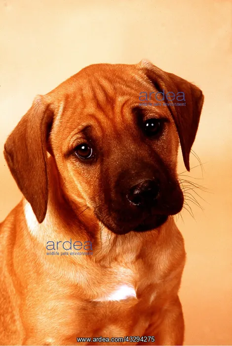 : Rhodesian Ridgeback DOG - puppy : Rhodesian Ridgeback DOG - puppy