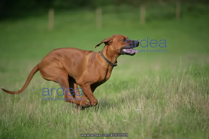 : Rhodesian Ridgeback dog running : Rhodesian Ridgeback dog running