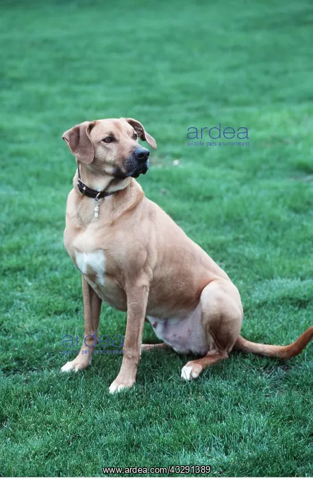 : Rhodesian Ridgeback Dog wearing ID collar - sitting : Rhodesian Ridgeback Dog wearing ID collar - sitting