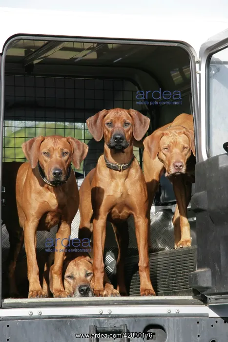  : Rhodesian Ridgeback dogs in a Landrover  /  car boot