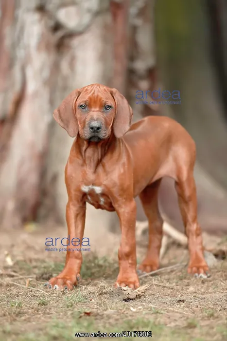 : Rhodesian Ridgeback domestic dog (Canis lupus familiaris) : Rhodesian Ridgeback domestic dog (Canis lupus familiaris)