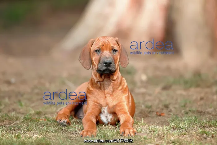 : Rhodesian Ridgeback domestic dog (Canis lupus familiaris) : Rhodesian Ridgeback domestic dog (Canis lupus familiaris)