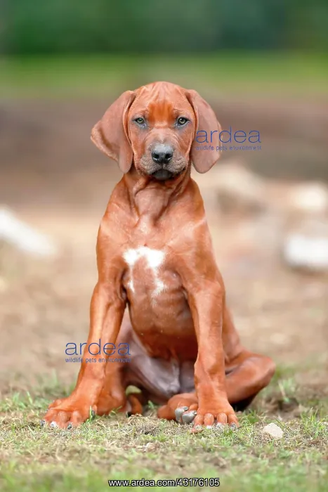 : Rhodesian ridgeback domestic dog (Canis lupus familiaris) : Rhodesian ridgeback domestic dog (Canis lupus familiaris)
