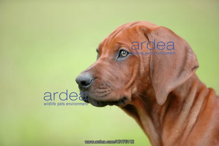 : Rhodesian Ridgeback domestic dog (Canis lupus familiaris) : Rhodesian Ridgeback domestic dog (Canis lupus familiaris)