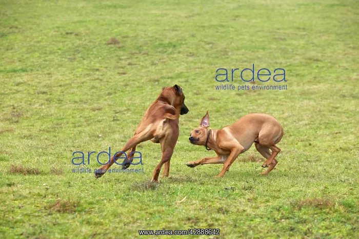 : Rhodesian Ridgeback - two fighting / playing with : Rhodesian Ridgeback - two fighting / playing with