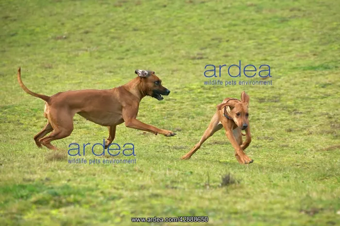 : Rhodesian Ridgeback - two fighting / playing with : Rhodesian Ridgeback - two fighting / playing with