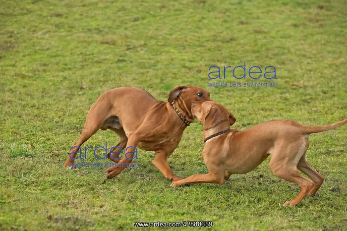 : Rhodesian Ridgeback - two fighting / playing : Rhodesian Ridgeback - two fighting / playing