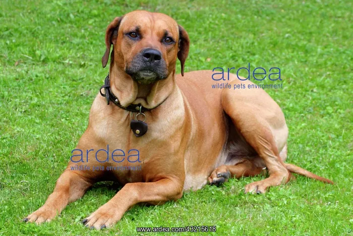 : Rhodesian Ridgeback also know as African lion dog : Rhodesian Ridgeback also know as African lion dog