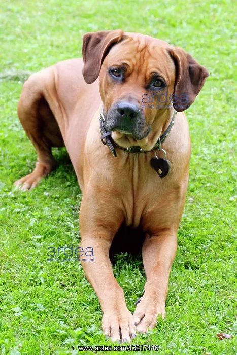 : Rhodesian Ridgeback also known as African lion dog : Rhodesian Ridgeback also known as African lion dog