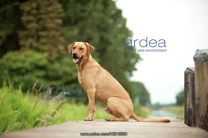 : Rhodesian Ridgeback mixed breed dog lying on a dock : Rhodesian Ridgeback mixed breed dog lying on a dock