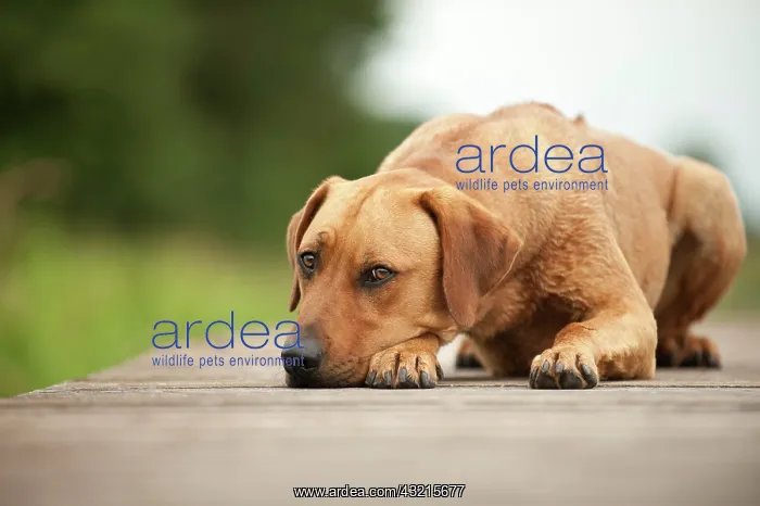 : Rhodesian Ridgeback mixed breed dog lying on a dock : Rhodesian Ridgeback mixed breed dog lying on a dock