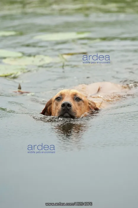 : Rhodesian Ridgeback mixed breed dog swimming, Germany : Rhodesian Ridgeback mixed breed dog swimming, Germany