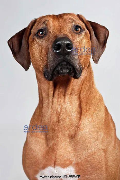 : Rhodesian Ridgeback, portrait : Rhodesian Ridgeback, portrait
